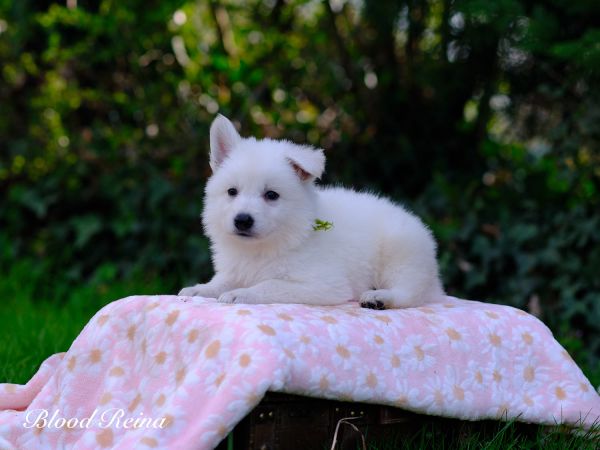 Élevage Berger Blanc Suisse : pourquoi le prix raconte aussi le sérieux du travail
